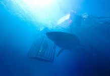 Crítica: Medo Profundo (47 Meters Down) Crítica: Medo Profundo